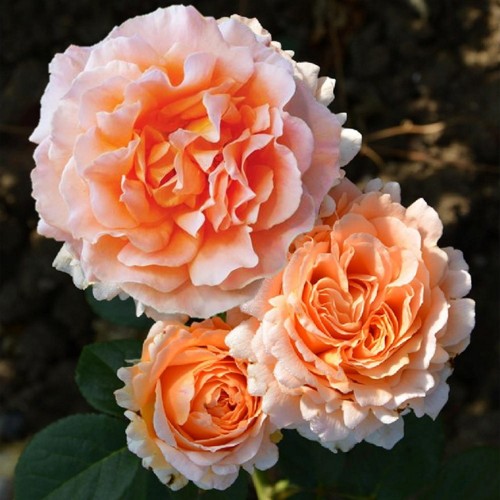 Rosa 'Polka' - Roos 'Polka' C4/4L